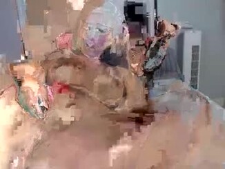 Sopphiefox